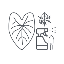 O PRODUKTECH - Rozcestník - caladium