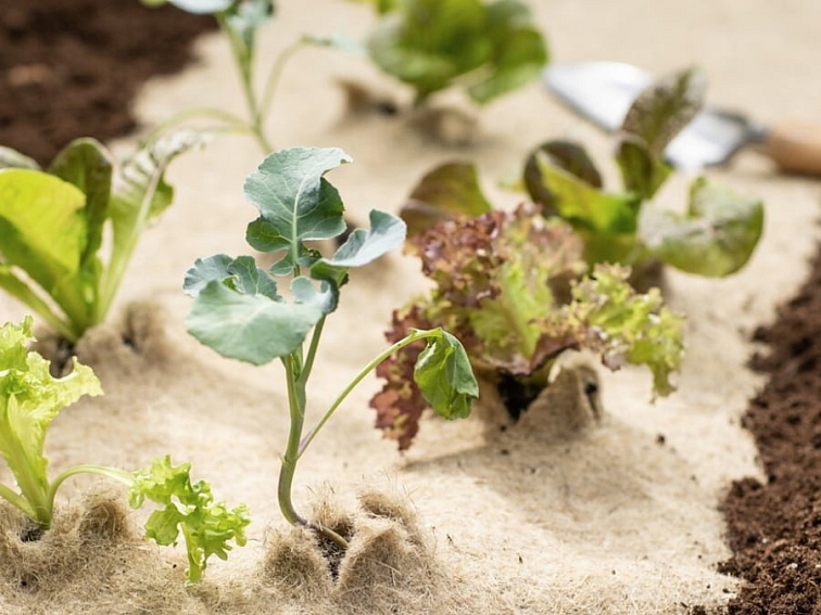 Mulčovací ovčí vlna 1 x 1,6 m