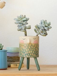 Pachyphytum, průměr 6 cm