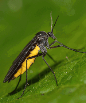 BLOG - Škůdci pokojových rostlin