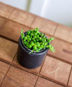 O PRODUKTECH - Senecio – nenáročný sukulent do každého bytu