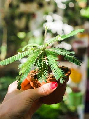 Biophytum sensitivum, průměr 9 cm