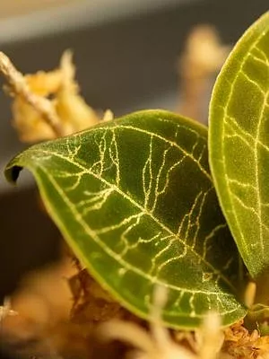 Macodes petola Jewel orchid, průměr 6 cm