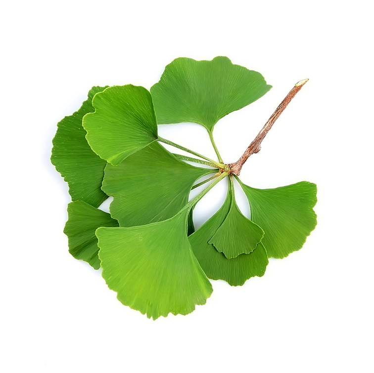 ginko biloba