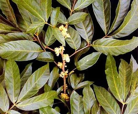 Andrimax ERECTA 5x25ml na podporu mužnosti