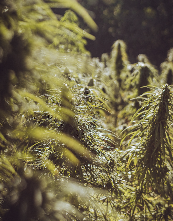 Konopný olej Nervy 26% 10 ml