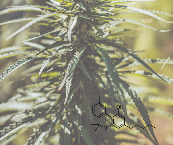 Konopný olej Nervy 26% 10 ml