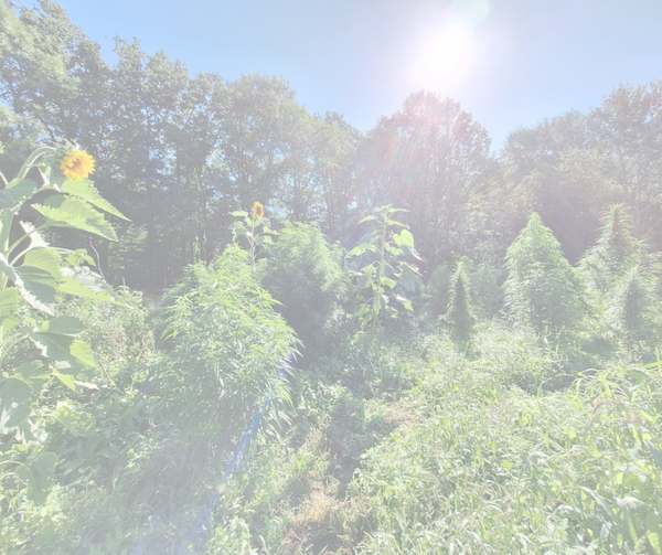 Konopný olej Nervy 26% 10 ml