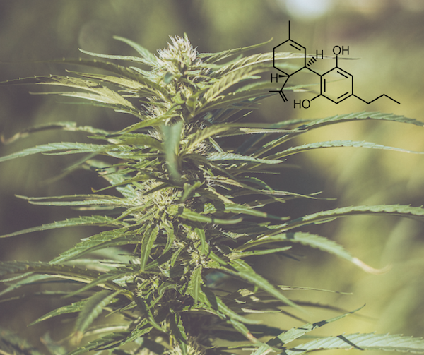 Konopný olej Nervy 26% 10 ml