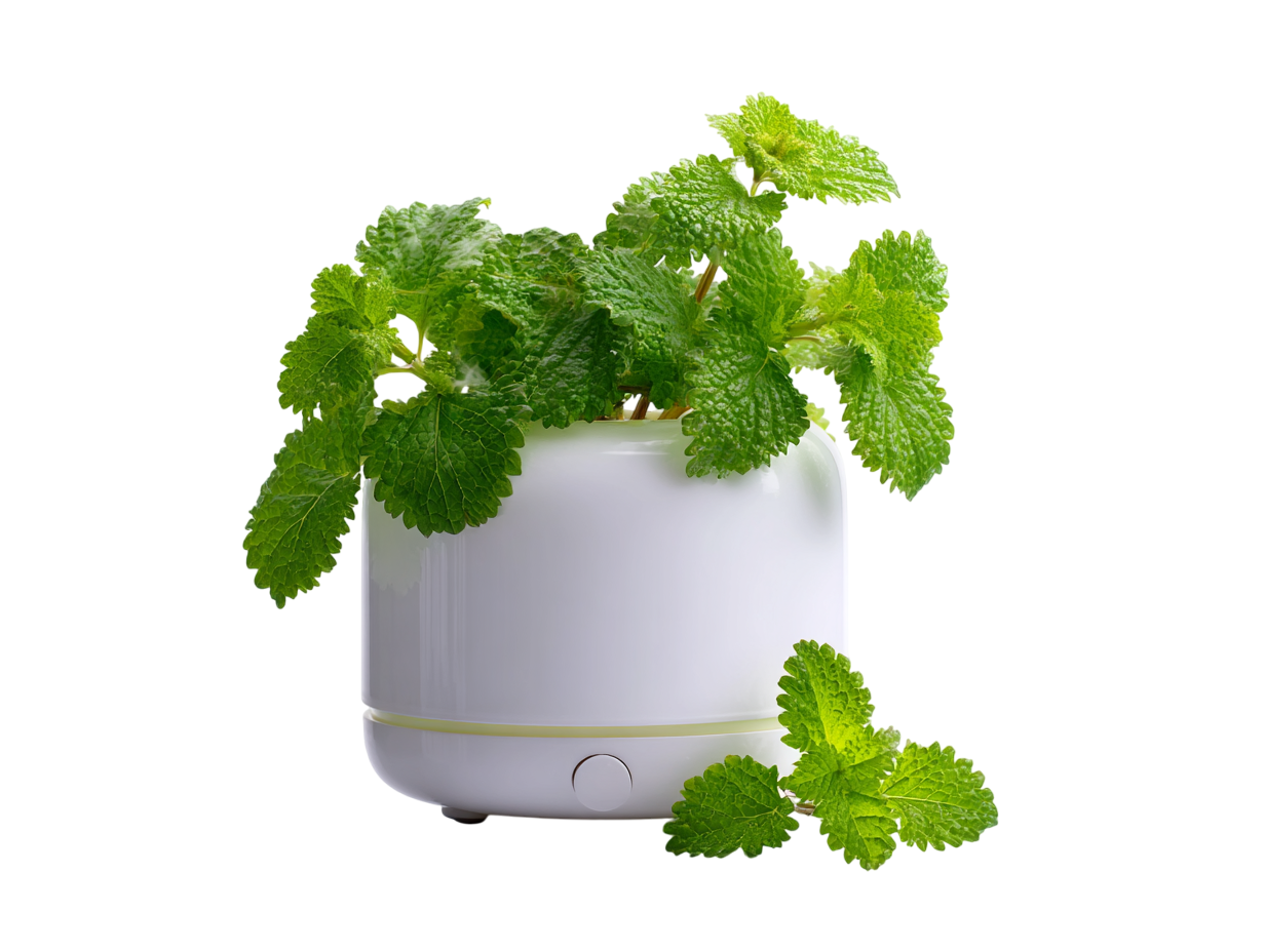 BIO 100% Esenciální olej Meduňka, 10 ml, Vitie