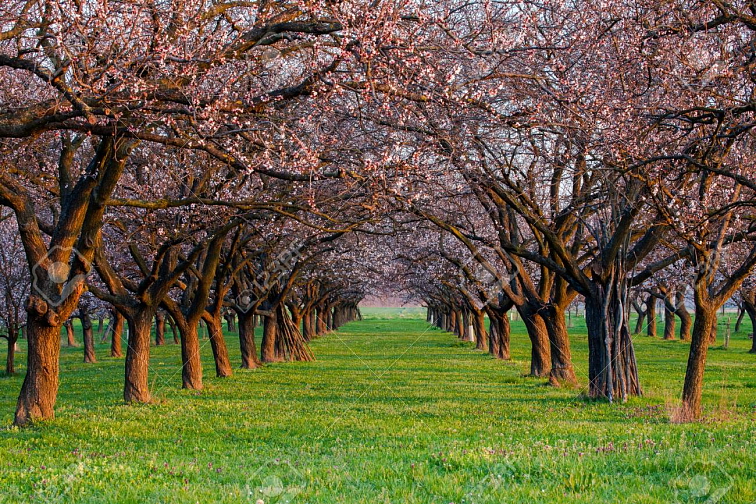 Rakytník řešetlákový - FRIESDORFER ORANGE samosprašný