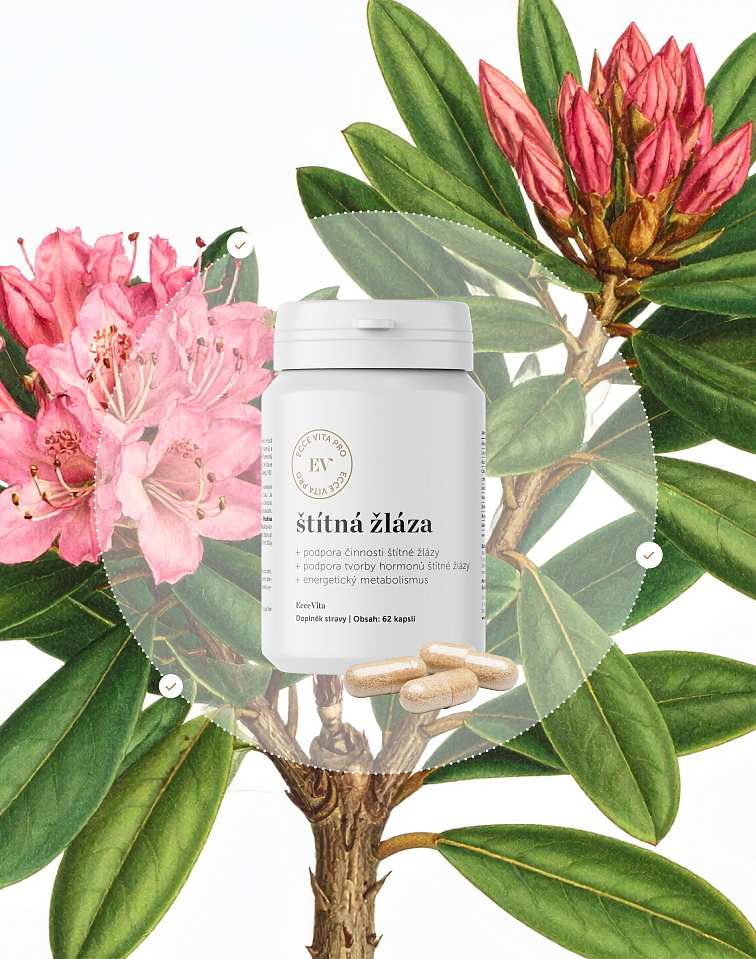 Štítná žláza (Hypotyr)