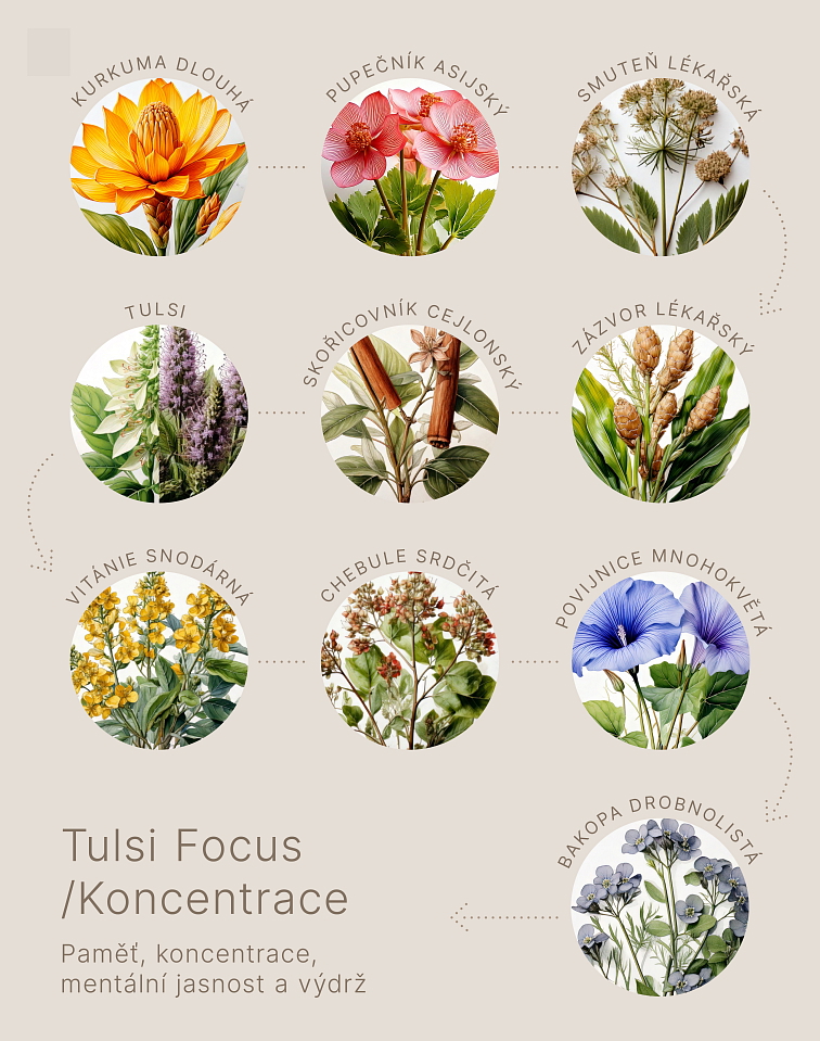 Tulsi koncentrace BIO, 25 sáčky