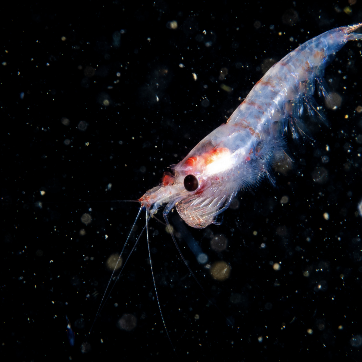 BAGNIARI Krill oil