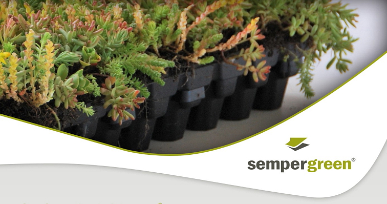 Sempergreen® Nordics Sedumtray