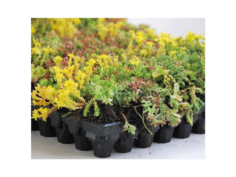 Sempergreen® Nordics Sedumtray