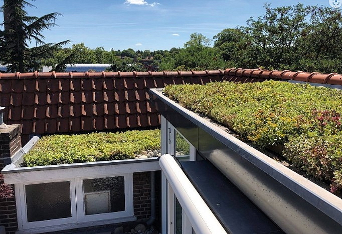 Sempergreen® Nordics Sedumtray