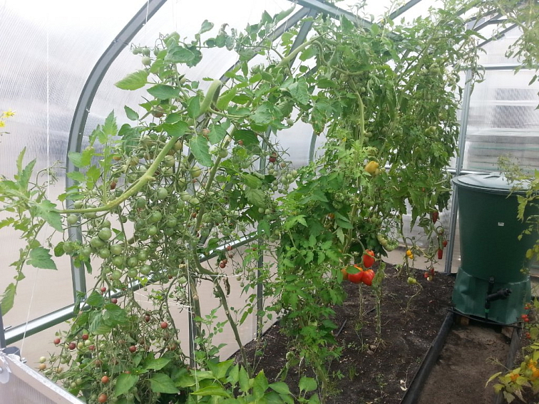 Zahradní skleník z polykarbonátu Covernit Standard