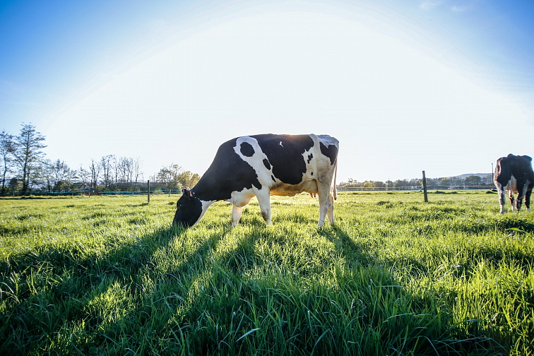 NATURAL WHEY – prémiový protein bez chemie