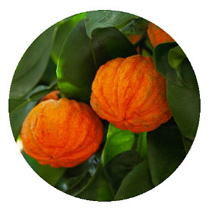 Herbum adiposum 1 + 1 zdarma