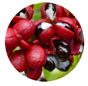 Herbum adiposum 1 + 1 zdarma