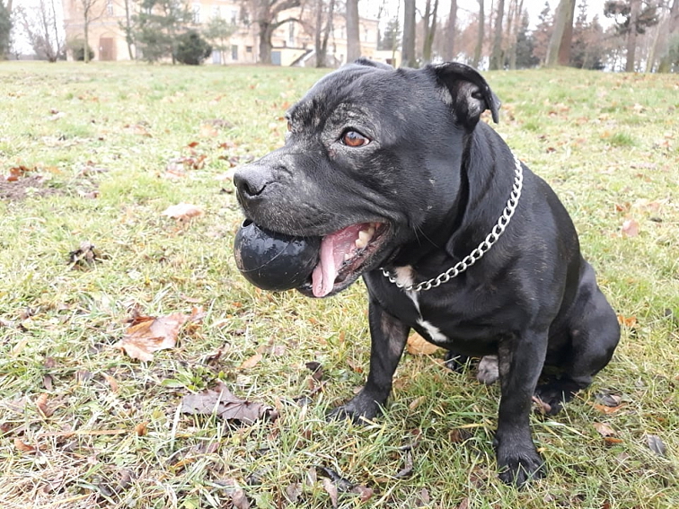 Míč KONG Extreme M/L