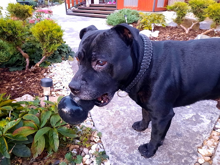 Hračka KONG Extreme L