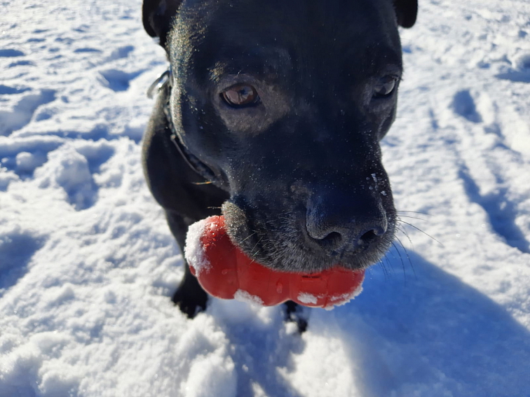 Hračka KONG Classic L