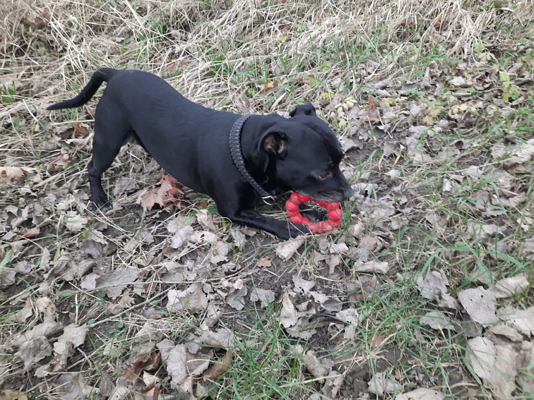 Kruh KONG Classic XL