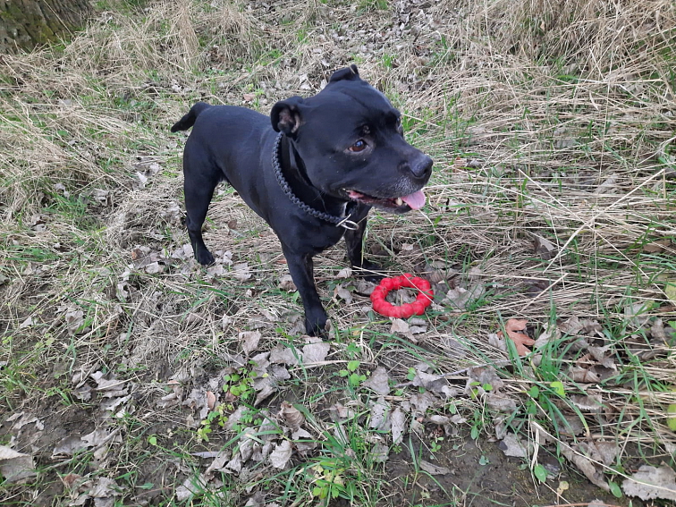 Kruh KONG Classic XL