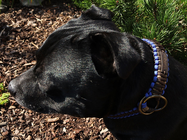 Stahovací obojek paracord KLASIK CHOCO modrý