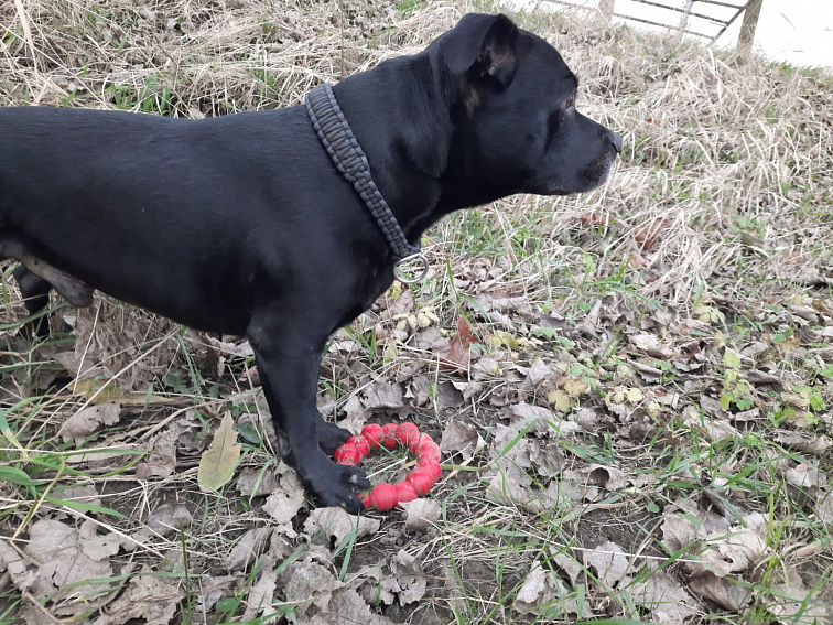 Kruh KONG Classic XL