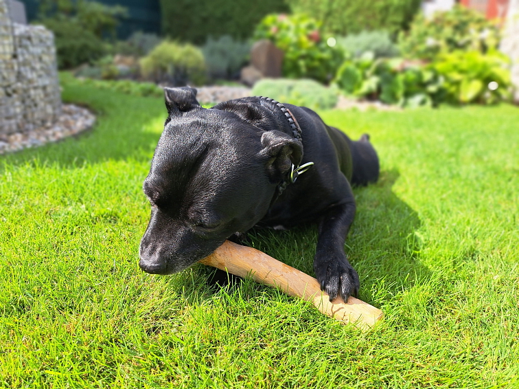 Kávové dřevo Chewies na žvýkání M