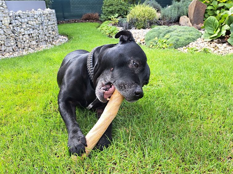 Kávové dřevo Chewies na žvýkání L