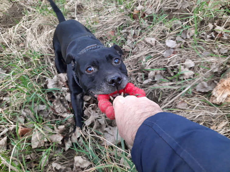 Kruh KONG Classic XL