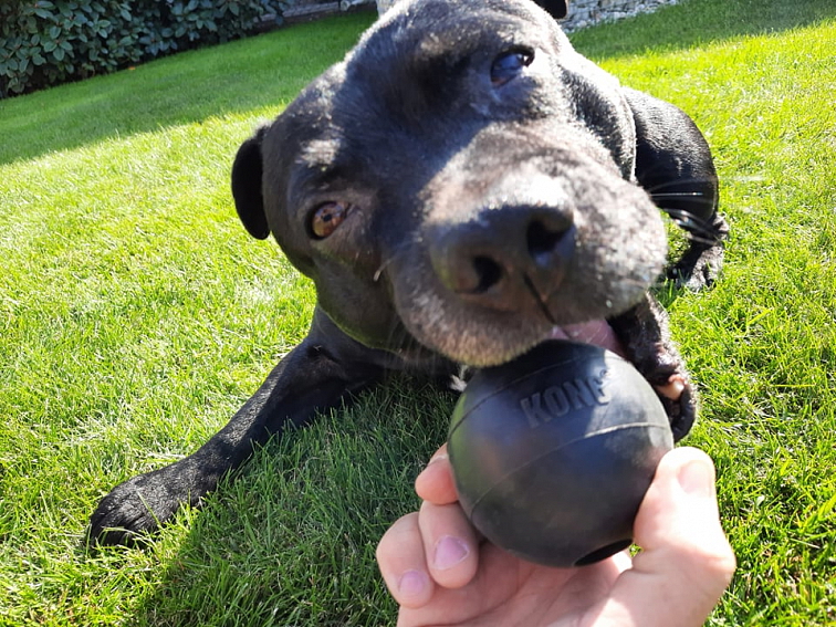 Míč KONG Extreme M/L