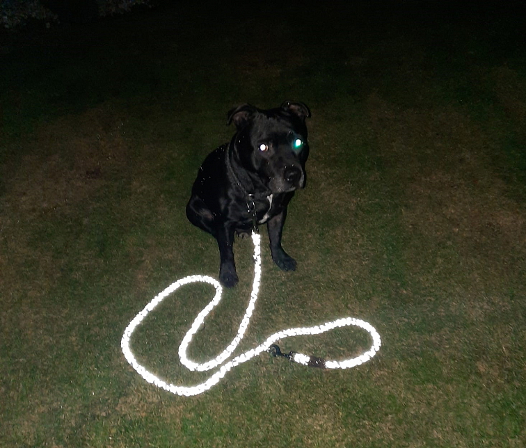 VÝPRODEJ Vodítko paracord 220 cm přepínací HARVEY NEON BLACK růžové