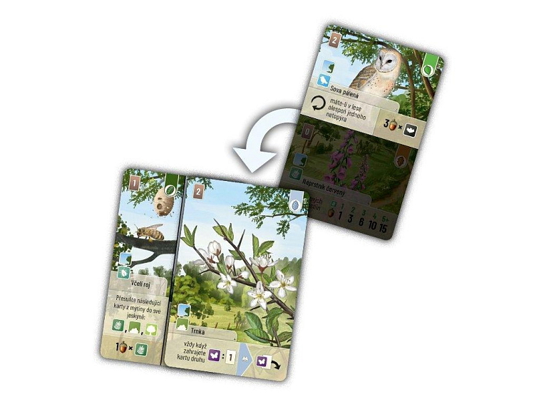 Smíšený les: Pomezí