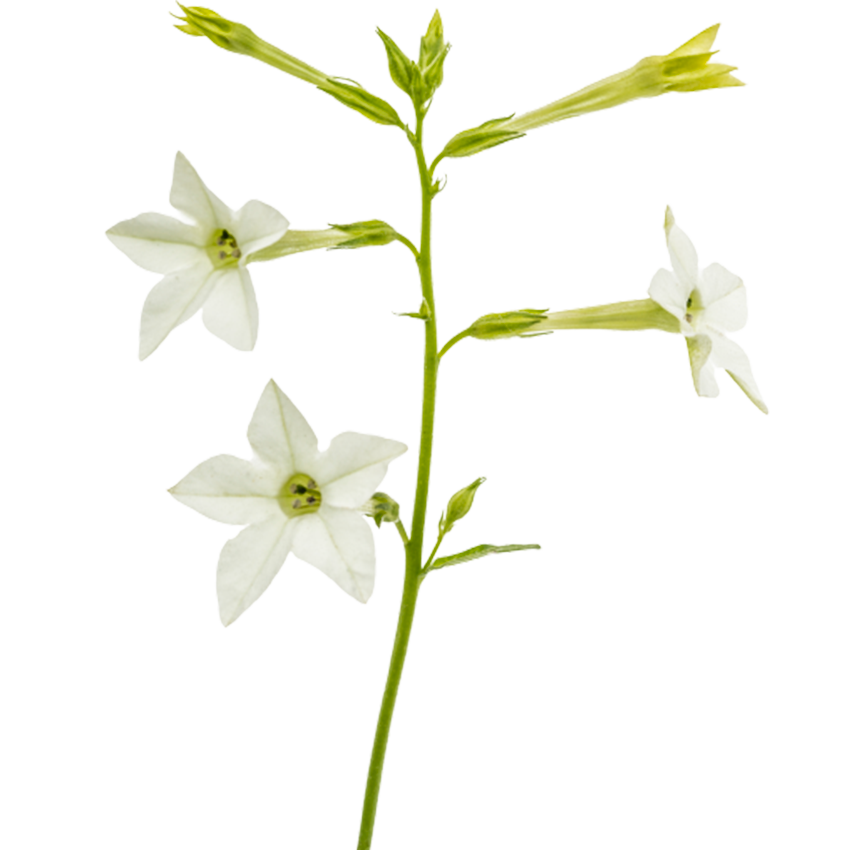 PLUM TOBACCO BLOSSOM TONKA BEAN Parfém vzorek