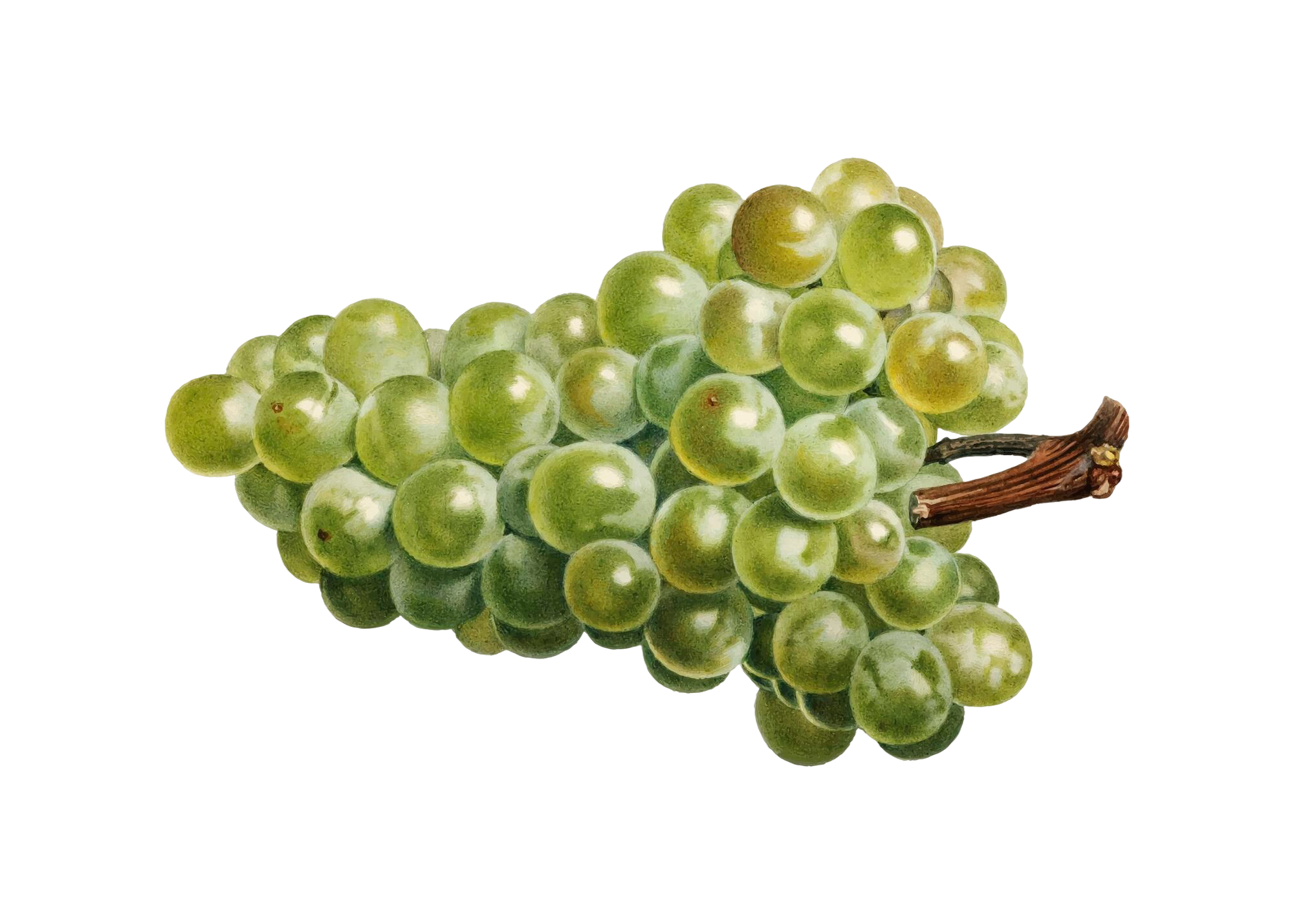 LONGEVITY Omlazující sérum