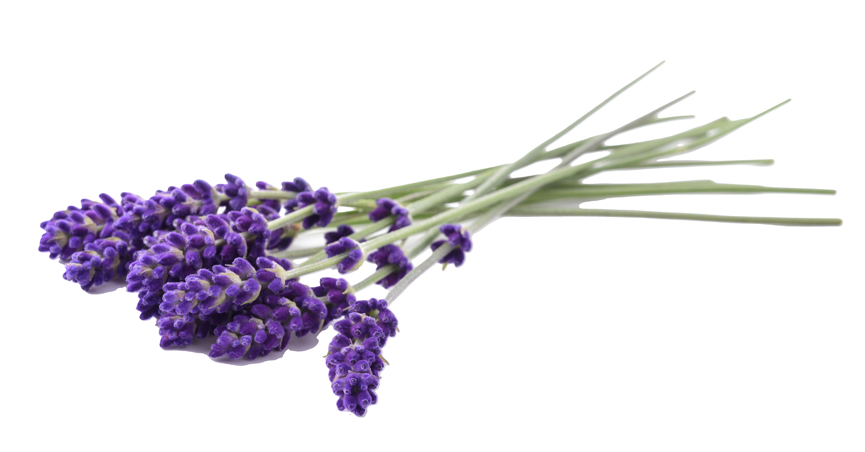 LONGEVITY Zklidňující noční maska