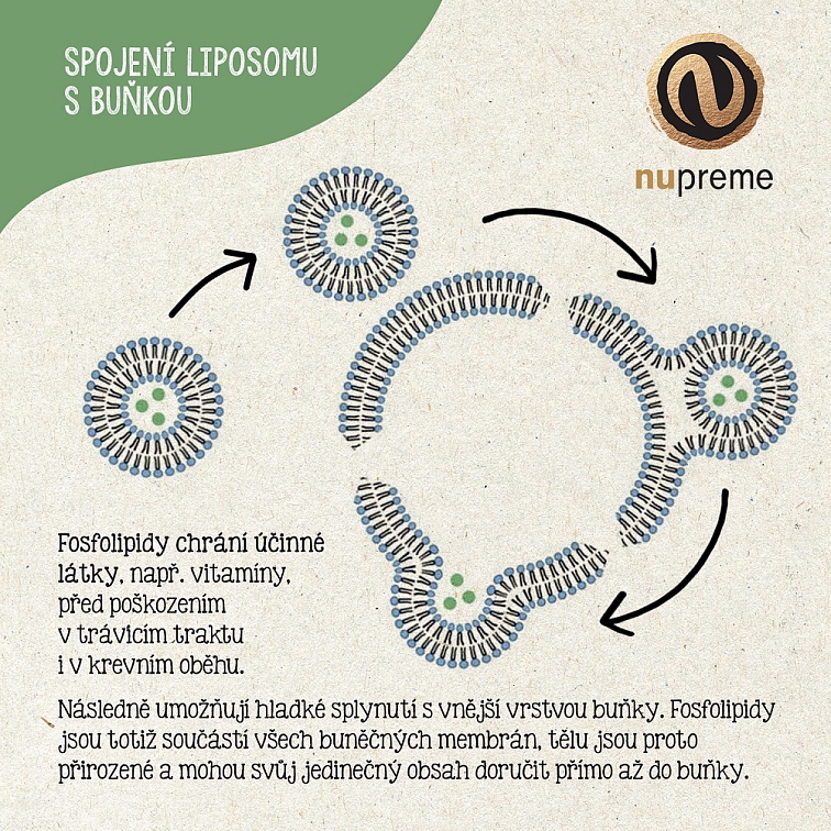 Liposomal Multivitamin 30 kapslí NUPREME