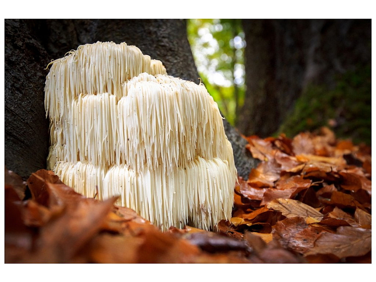 Hericium extract 100 kapslí NUPREME