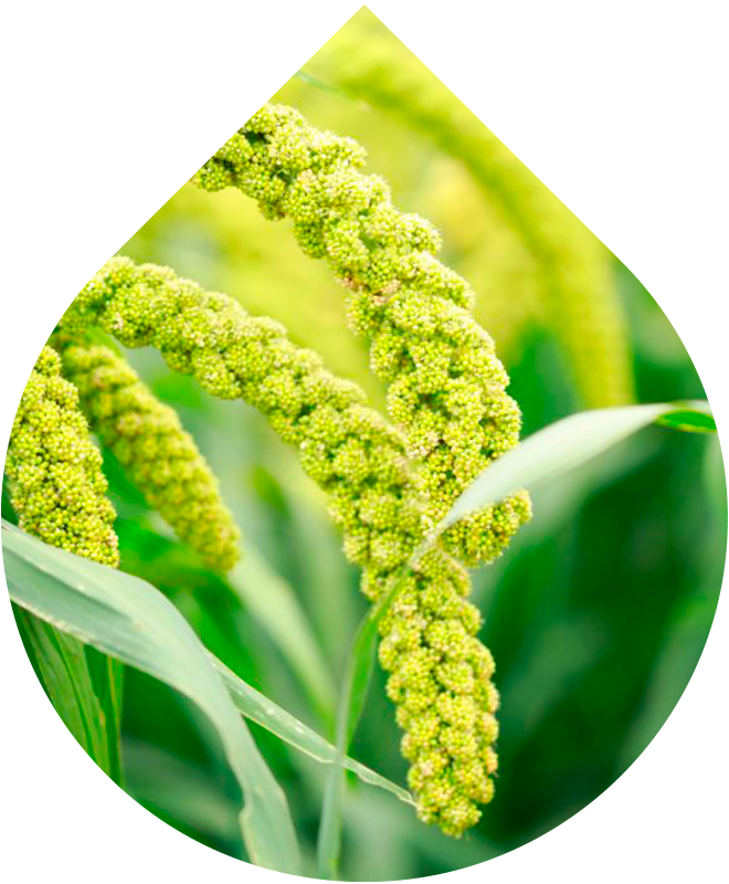 Náhradní náplň Tělové mléko pro miminka 200 ml + 20 ml GRATIS