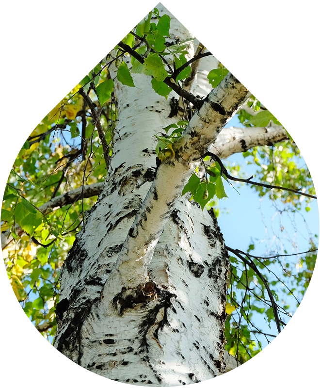 Akné čisticí pěna na obličej i tělo s extraktem z břízy bělokoré