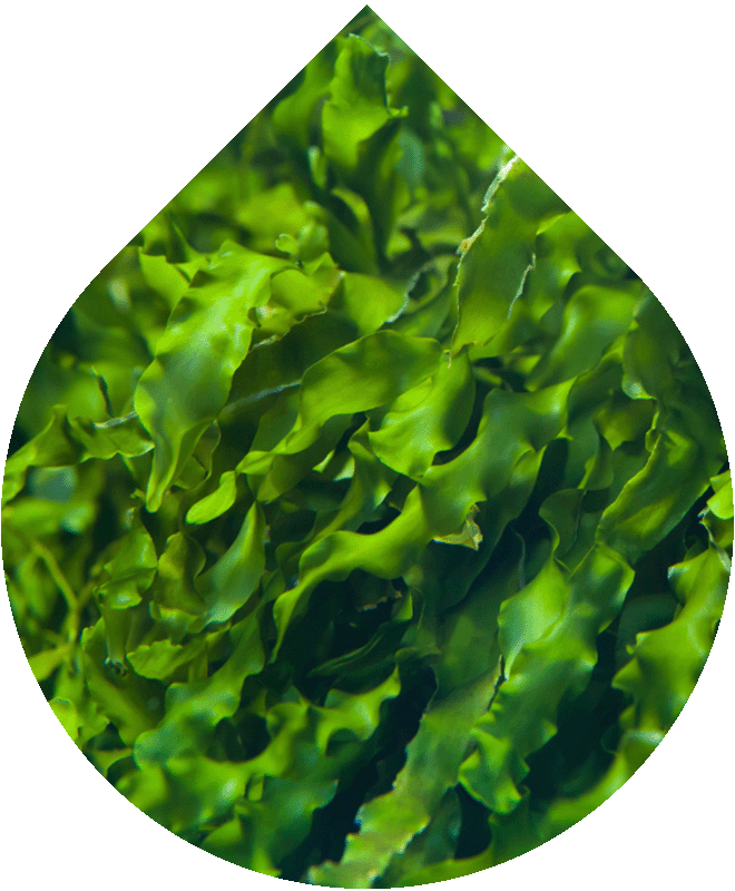 Pleťové tonikum Essential 100 ml