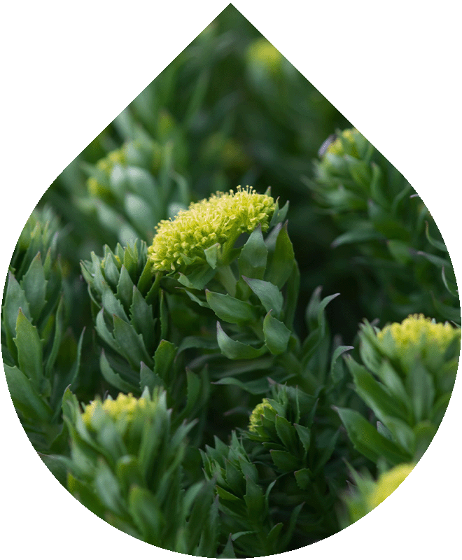 Sérum na rozšířené póry 30 ml