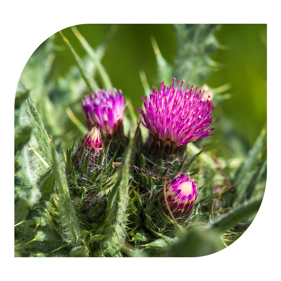 Ostropestřec (Silymarin) YOBELI | 60 kapslí