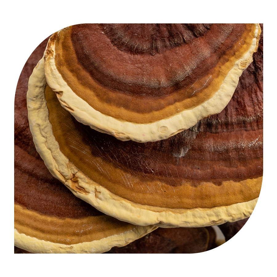 Komplex pro ženy Women's Vitality YOBELI | 60 kapslí