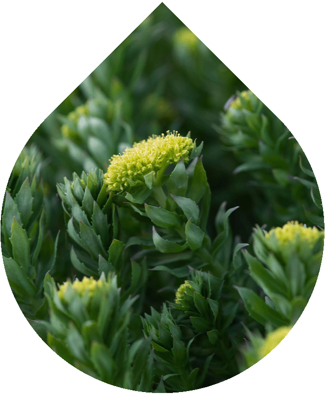 Náhradní náplň Krém na akné a problematickou pleť 50 ml + 10 ml GRATIS